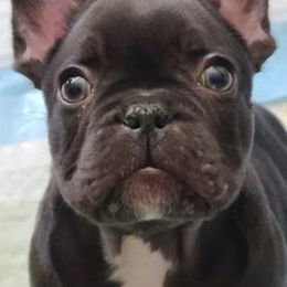 French Bulldogs from Mak's French Bulldogs