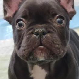 French Bulldogs from Mak's French Bulldogs