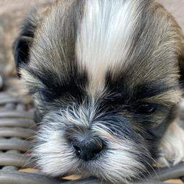 Shih Tzu Puppies from Willow Lane Shih Tzus