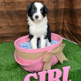 Girl 1 - Black tri-color female Australian Shepherd puppy in Crystal River, Florida from Copper Top Aussies