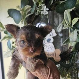 Runt chocolate girl - Chocolate and tan female Yorkshire Terrier puppy in Milton, Florida from Sassenach Yorkie Kennels
