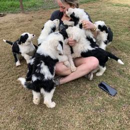 Cockapoo and Goldendoodle Puppies from Diva’s Darling Doodles