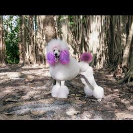 Alice - Poodle