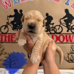Steve - Golden male Golden Retriever puppy in Duncan, South Carolina from Glimmer Goldens