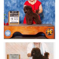 Russet-( Kona) - Poodle