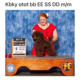Russet-( Kona) - Poodle