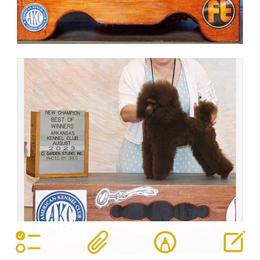 Russet-( Kona) - Poodle