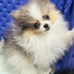 Milano - Blue merle female Pomeranian puppy in Buck Valley, Pennsylvania from Buck Valley Pomeranians