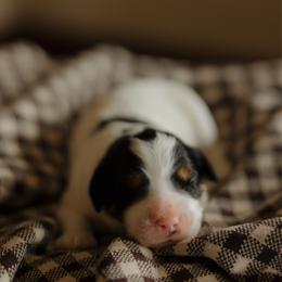 Scottie - female Australian Mountain Doodle puppy in Dalton, Ohio from Haven Doodles
