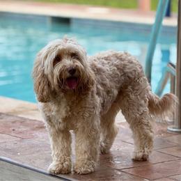 Xoe - Australian Labradoodle