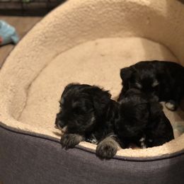 Miniature Schnauzer Puppies from Parsons’ Kennels