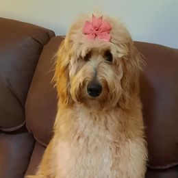 Bella - Goldendoodle
