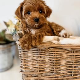 Cavapoo, Goldendoodle, and Poodle Puppies from Destination Doodles