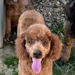 Bordoodles and Poodles from Poo's Doo's & Inu's