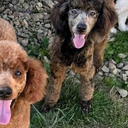 Bordoodles and Poodles from Poo's Doo's & Inu's