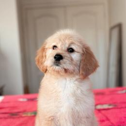 Strudel, Girl - Apricot female Goldendoodle puppy in Maricopa, Arizona from Desert Ridge Doodles