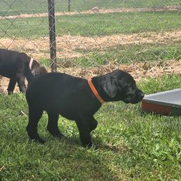Girl 4 - German Shorthaired Pointer puppy in Ashville, Ohio from Joyce Shively