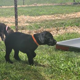 Girl 4 - German Shorthaired Pointer puppy in Ashville, Ohio from Joyce Shively