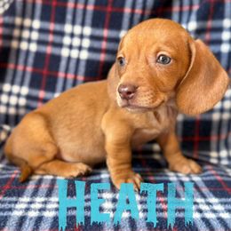 Heath - Sable male Dachshund puppy in New Mexico from Long Dog Ranch
