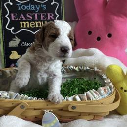 Patsy (Cline) - Parti female Goldendoodle puppy in Eagleville, Tennessee from Nash Doodles
