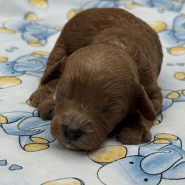 Oliver - Red  male Goldendoodle puppy in Loveland, Colorado from Littledoodles2love