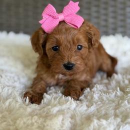 Rosie - Red female Cavapoo puppy in Hardin, Texas from Oodlesoflildoodles