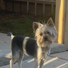 Luna - Yorkshire Terrier