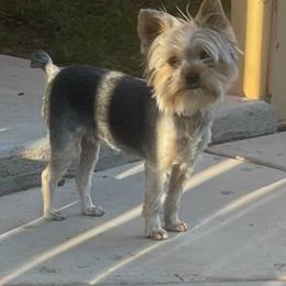 Luna - Yorkshire Terrier
