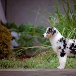 Australian Shepherd Puppies from NorthBeach Aussies