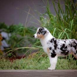 Australian Shepherd Puppies from NorthBeach Aussies