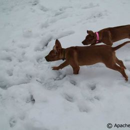 Rhodesian Ridgeback Puppies from ApacheRidge Ranch
