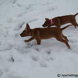 Rhodesian Ridgeback Puppies from ApacheRidge Ranch