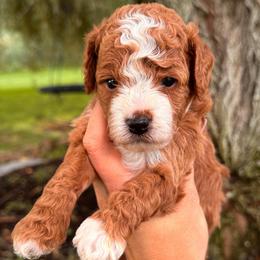 Reckless - Red male Cavapoo puppy in Idaho Falls, Idaho from Freckle Paw Family