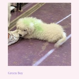 Green Boy - White male Maremma Sheepdog puppy in Kings County, California from Prancing Pony Farm Maremma Sheepdogs
