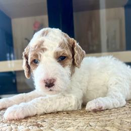 Cedar - Parti female Goldendoodle puppy in S AI Nt John, Indiana from Lulu's Goldendoodles