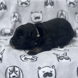 German Shepherd Puppies from Fancy GSDs