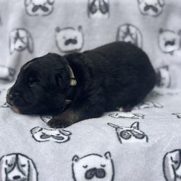 German Shepherd Puppies from Fancy GSDs