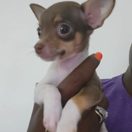 Chihuahua Puppies from Maldonado Pet Life Breeder LLC.