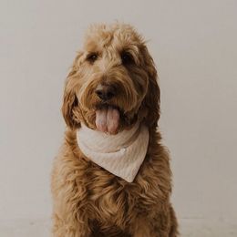 Goldendoodles from Diamond K Doodles