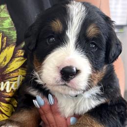 Jack - Tri-color male Bernese Mountain Dog puppy in Gardner, Kansas from Faith and Family Farm