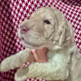 Jefferson - Cream male Goldendoodle puppy in Tybee Island, Georgia from Castaway Doodles