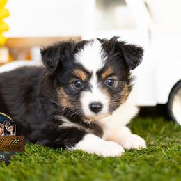 Winnie - Black tri female Toy Australian Shepherd puppy in Granbury, Texas from Best Little Aussies