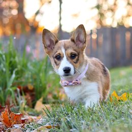 Miranda - Sable female Pembroke Welsh Corgi puppy in Sugarcreek, Ohio from Admar Canines