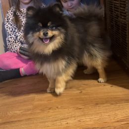 Zorro - Pomeranian