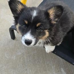 Sissy-Fluffy - Black and tan female American Corgi puppy in Walker, Iowa from Double K Corgis
