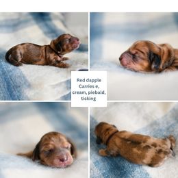 Dachshund Puppies from Paradox Dachshunds