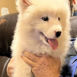 Samoyed Puppies from Better’s Samoyeds
