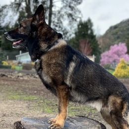 Havoc - German Shepherd