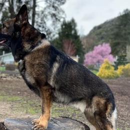 Havoc - German Shepherd