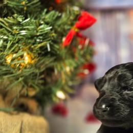 Red Boy - Black male German Shepherd puppy in Ocala, Florida from Guardian Shepherds